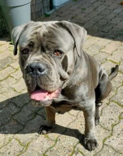 Brando - Cane Corso Bleu bringé