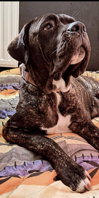 Isotta - Cane Corso Femelle · Noire bringée